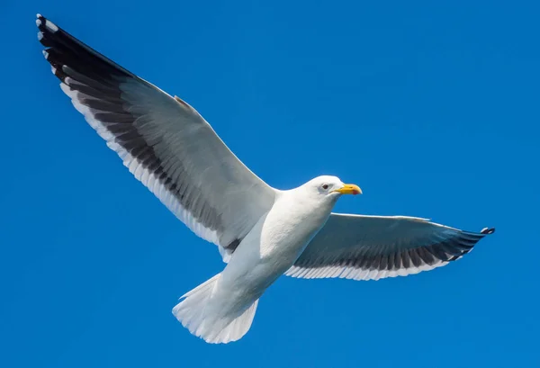 Flying adult Kelp gull — Stock Photo, Image
