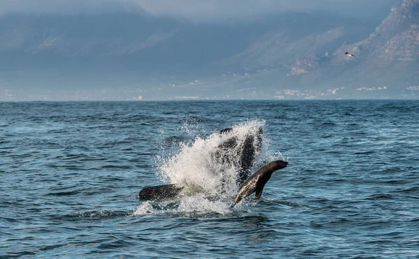 Great White Shark breaching in an attack