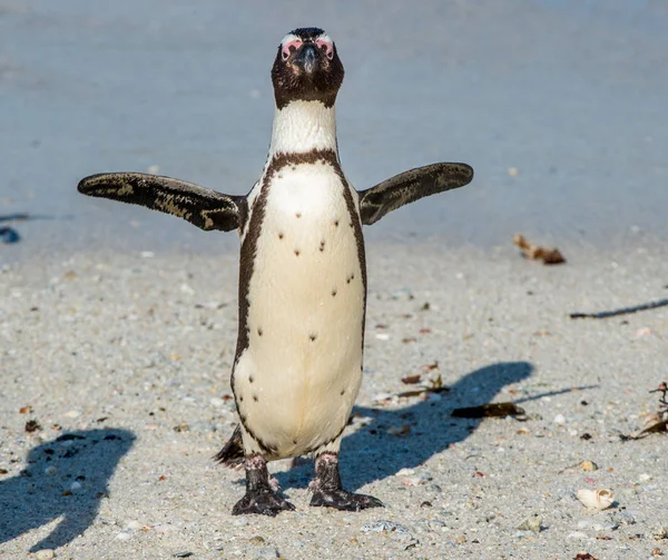 Африканский пингвин на песчаном пляже — стоковое фото
