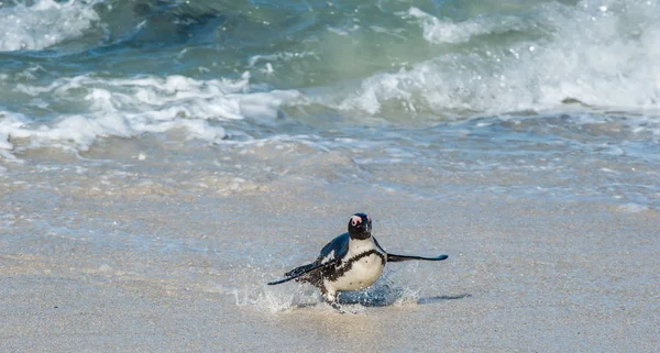 African penguin walking out of ocean — Stock Photo, Image