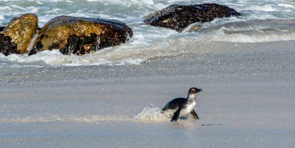 Afrikanska penguin gå ur havet — Stockfoto