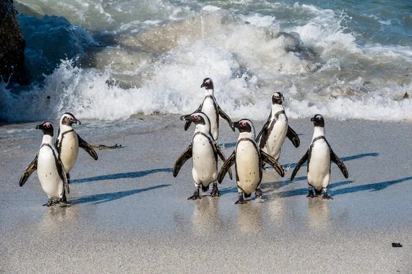 Pinguins africanos saindo do oceano — Fotografia de Stock