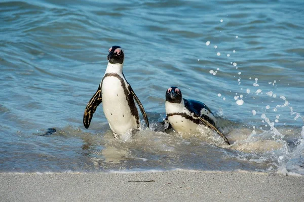 African penguins walking out of ocean — Stock Photo, Image