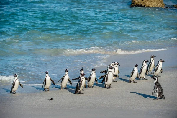 Pingüinos africanos caminando fuera del océano — Foto de Stock