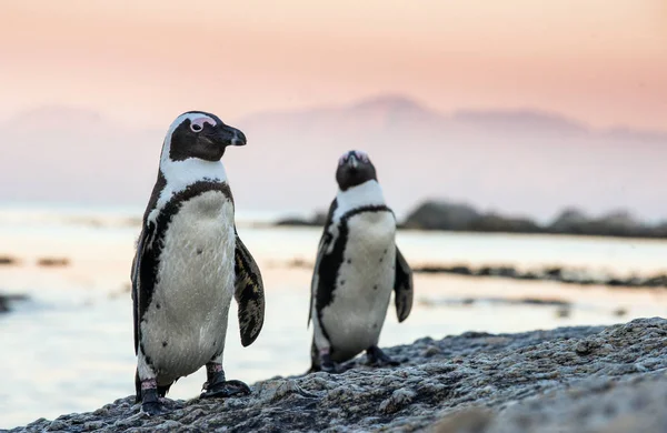 Pinguins africanos na pedra — Fotografia de Stock