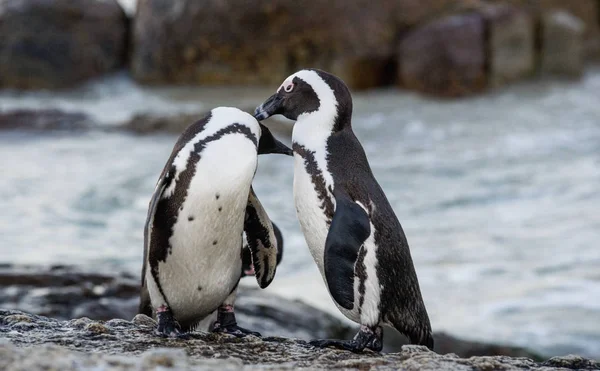 Pingüinos africanos durante la temporada de apareamiento —  Fotos de Stock