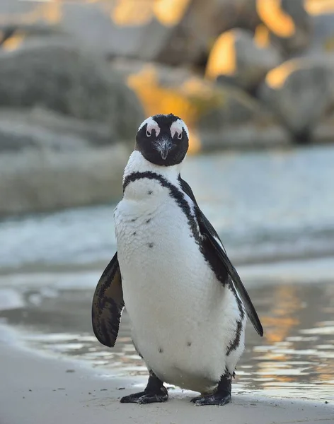 Африканский пингвин на песчаном пляже — стоковое фото