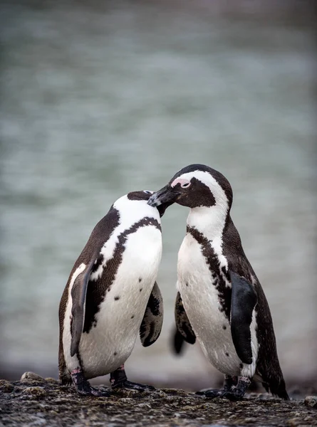 Африканские пингвины во время брачного сезона — стоковое фото