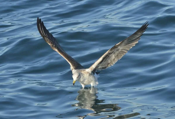 Juvenile Kelp gull in flight — Stock Photo, Image