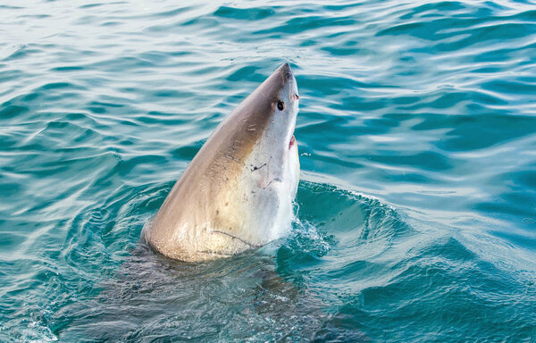 Большая белая акула в атаке
