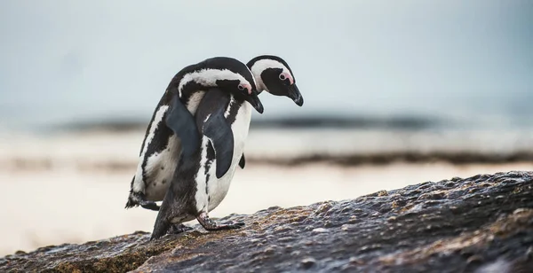 Pinguins africanos durante a época de acasalamento — Fotografia de Stock