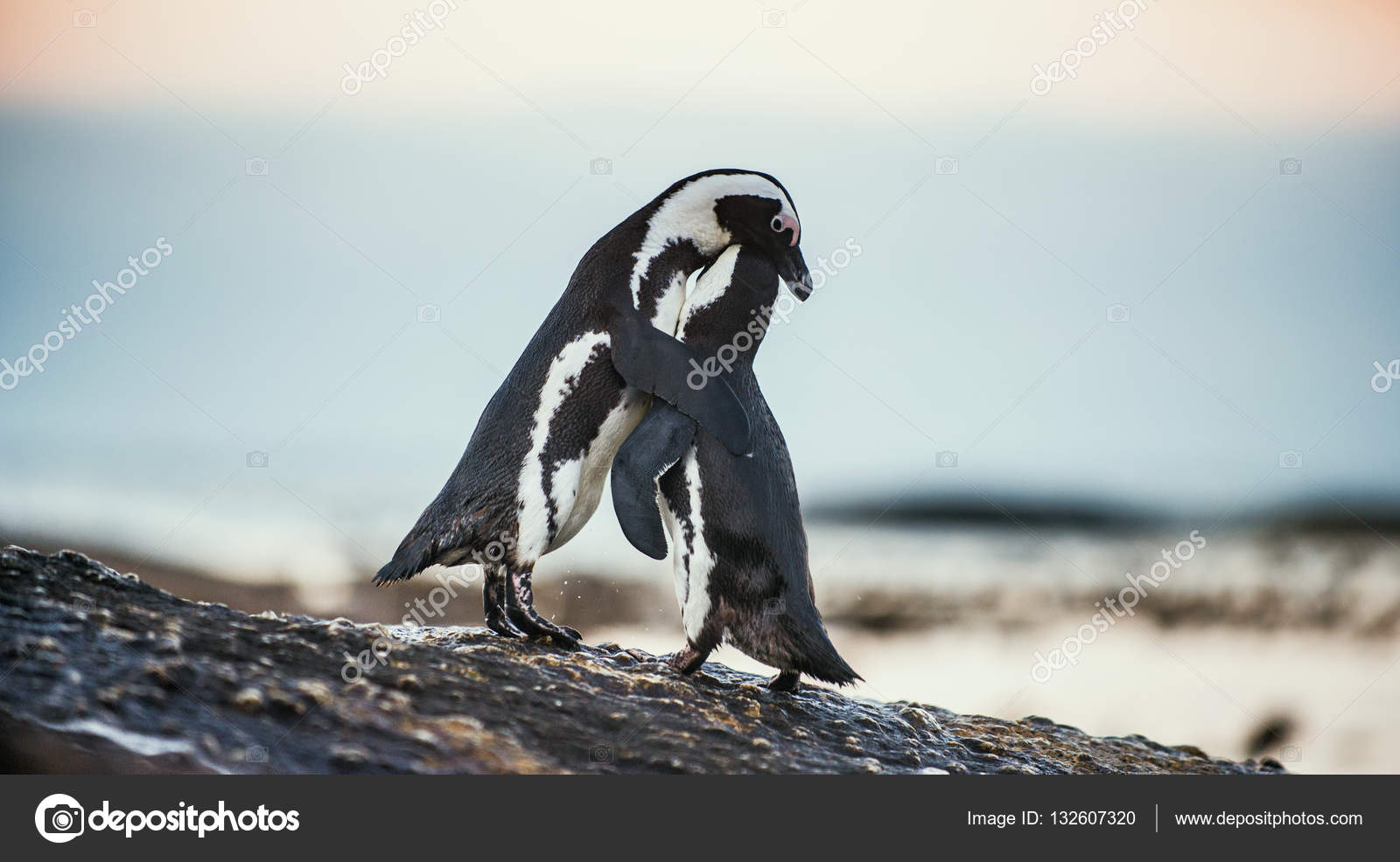 African penguins during mating season — Stock Photo © SURZet #132607320