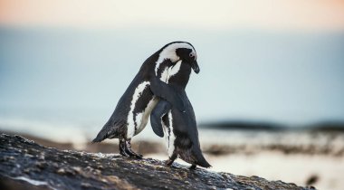 Çiftleşme sırasında Afrika penguenler