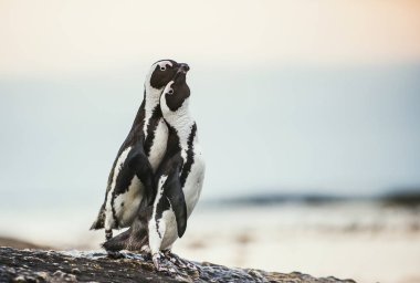 Çiftleşme sırasında Afrika penguenler
