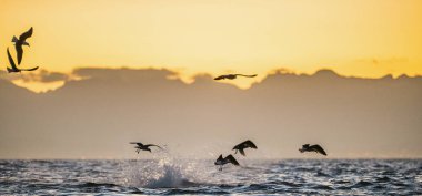 Büyük beyaz köpekbalığı bir saldırıda ihlal