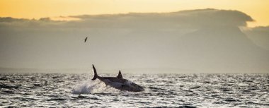 Büyük beyaz köpekbalığı bir saldırıda ihlal