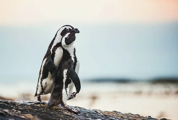 Αφρικανική penguins κατά τη διάρκεια της εποχής ζευγαρώματος — Φωτογραφία Αρχείου