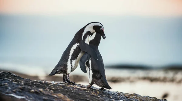 Αφρικανική penguins κατά τη διάρκεια της εποχής ζευγαρώματος — Φωτογραφία Αρχείου