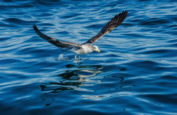 Gaivota de Kelp juvenil em voo — Fotografia de Stock