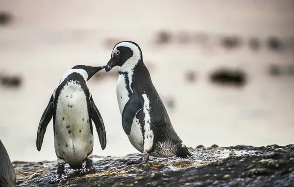 Afrikanska pingviner under parningssäsongen — Stockfoto