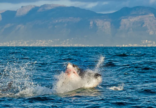 Нападение на Великую белую акулу — стоковое фото