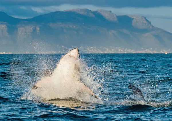 Great White Shark breaching in an attack