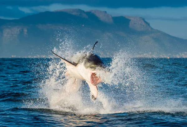 Grande violação de tubarão branco em um ataque — Fotografia de Stock
