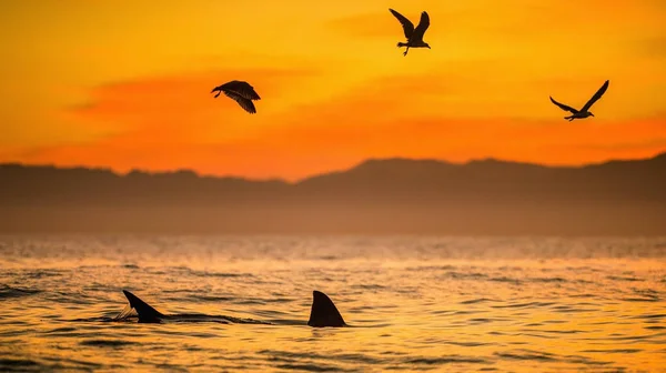 Great White Shark — Stock Photo, Image