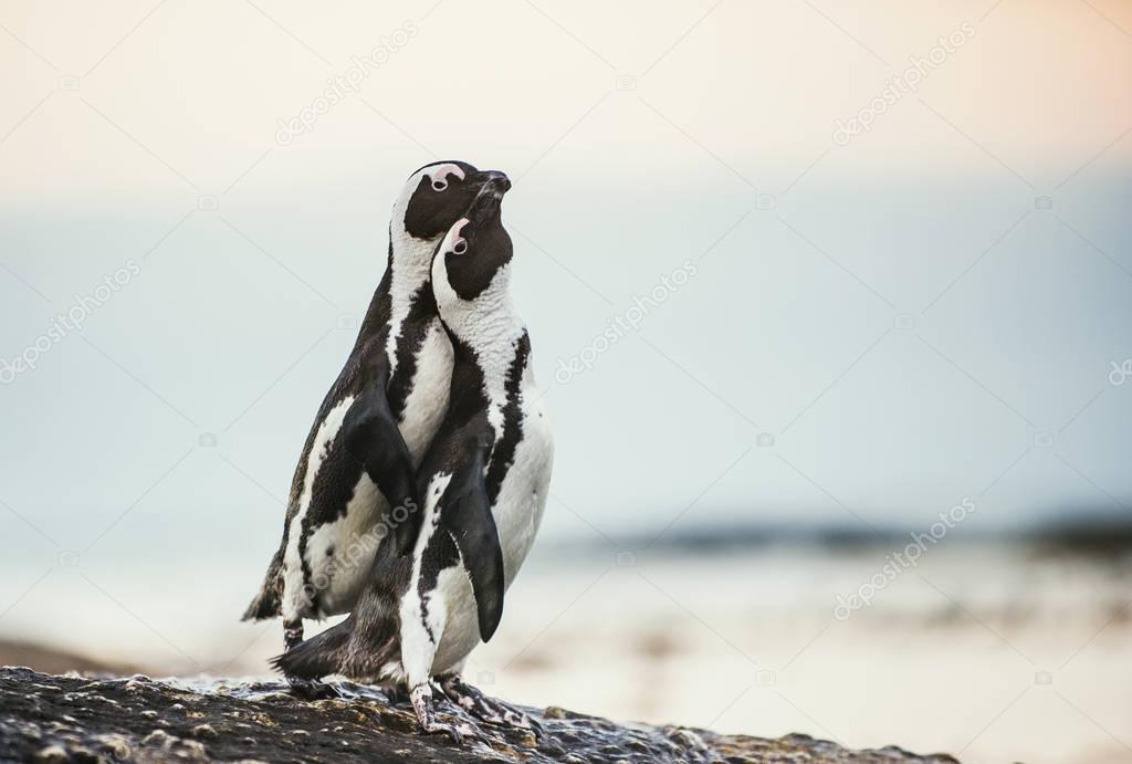 African penguins during mating season