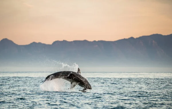 Grand requin blanc brisant dans une attaque — Photo