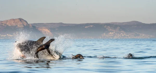 Great White Shark breaching in an attack