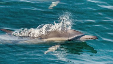 Dolphin swimming in ocean and hunting clipart