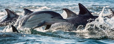 Dolphins, swimming in the ocean clipart