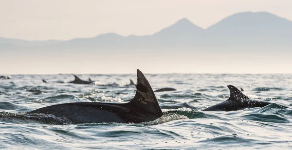 Delfine schwimmen im Ozean — Stockfoto