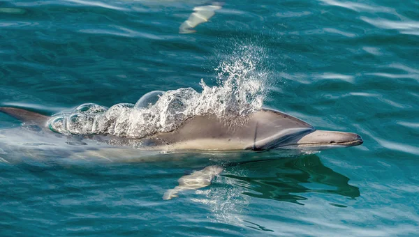 Pływanie z delfinami w ocean i polowania — Zdjęcie stockowe