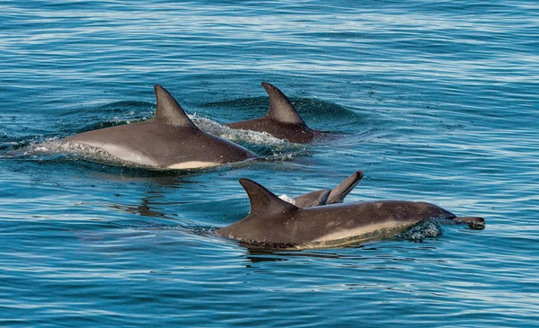 Delfini, nuotare nell'oceano — Foto Stock