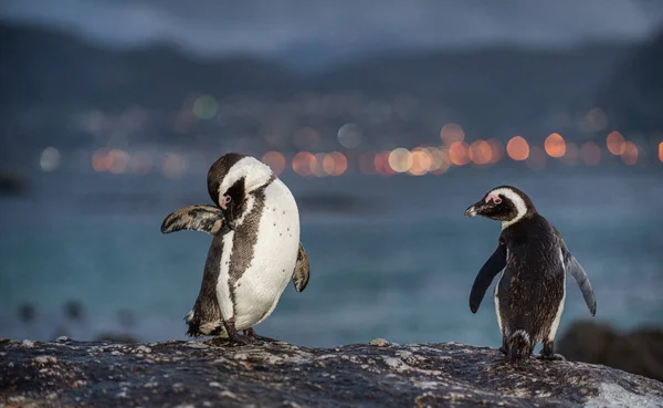 Afrikanska pingviner på stenen i kväll twilight. — Stockfoto