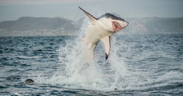 Great White Shark breaching in an attack