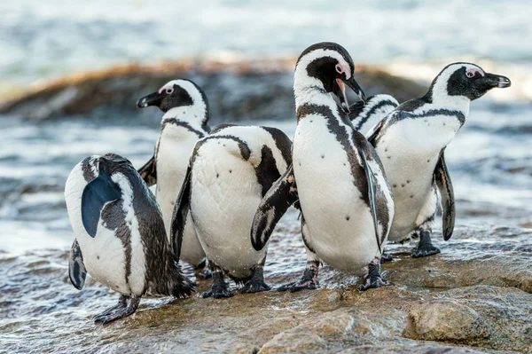 Африканський пінгвіни жа вечірні сутінки — стокове фото