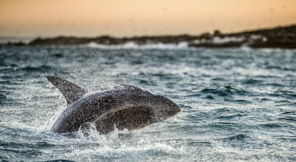 Great White Shark breaching in an attack — Stock Photo, Image