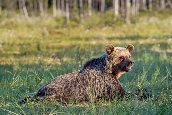 Vilda brunbjörn — Stockfoto