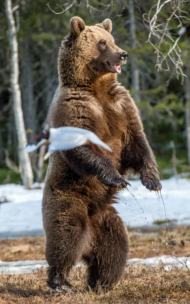 Bruine beer staande op achterpoten — Stockfoto