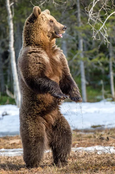 棕色的熊，后腿站立 — 图库照片