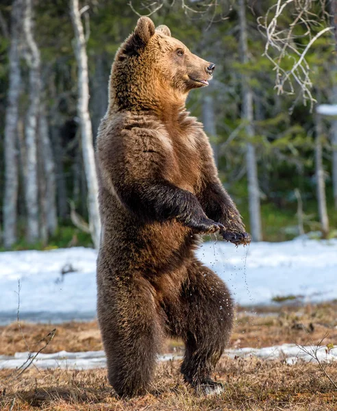 Braunbär steht auf Hinterbeinen — Stockfoto