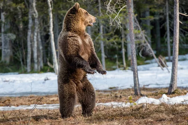 Urso marrom em pé sobre as pernas traseiras — Fotografia de Stock