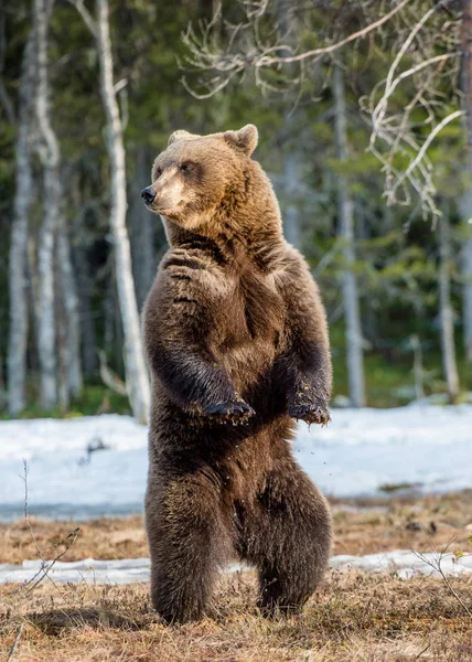 Бурий ведмідь стоять на лапах — стокове фото