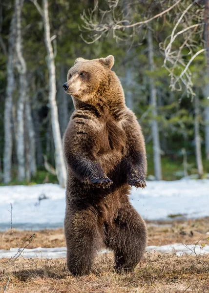 Ours brun debout sur les pattes arrière — Photo