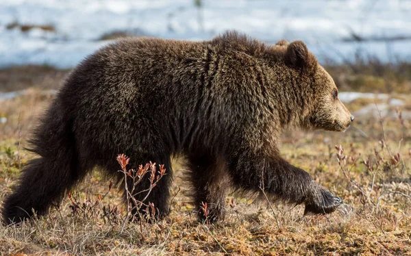 Vadon élő fiatal barna medve — Stock Fotó