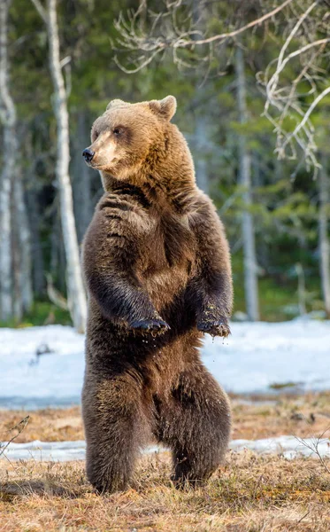 後ろ足で立っている茶色のクマ — ストック写真