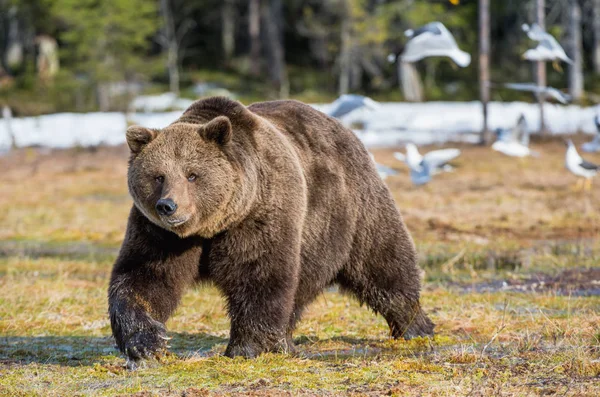 Дикі дорослих бурий ведмідь — стокове фото